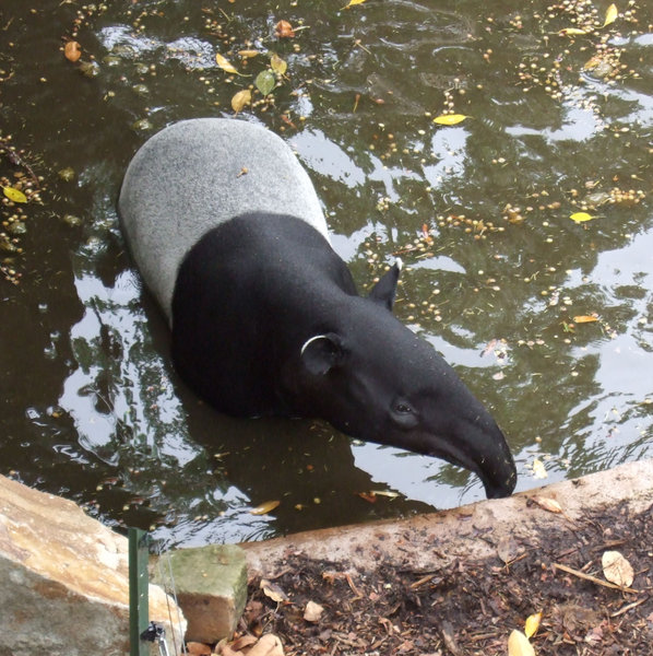 A Malayan Tapir enjoying a dip