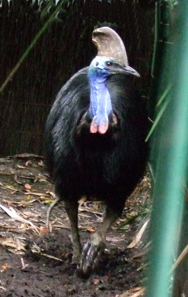 This Southern Cassowary is a cousin of the New Zealand Kiwi
