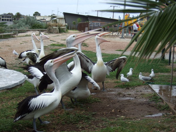 More entertaining pelicans