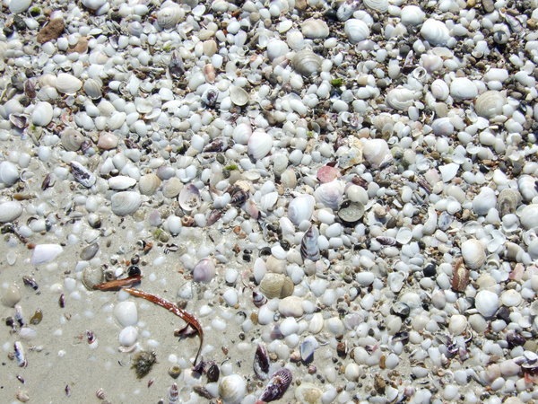 Thousands of shells along the shore line