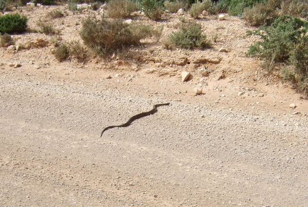 This brown snake was on the track leading to the cliff top lookout