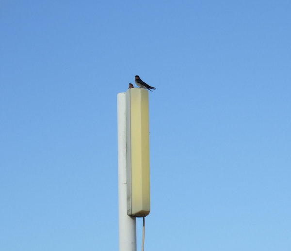 Even swallows find their way here