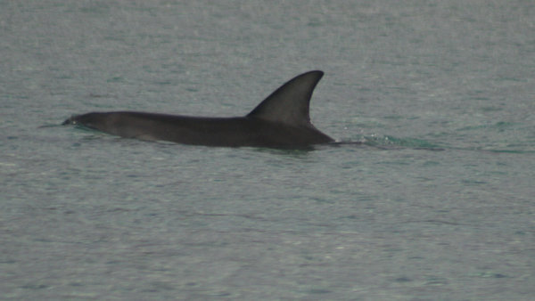 Great view of one of the local dolphins