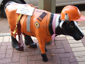 Another lovely cow we found in the main street