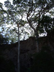 Kalli trees reaching for the sky 