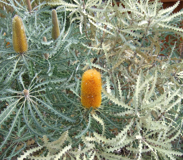 I do love these Banksia flowers