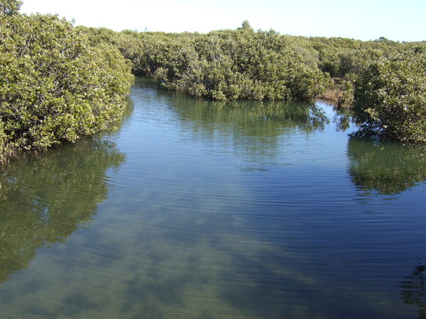This is the southern-most colony of white mangrove trees in WA 