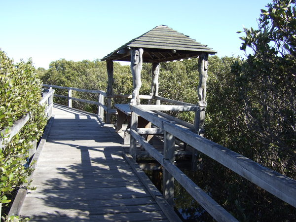 The Mangrove Boardwalk
