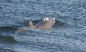 In a flash the dolphin raced after its prey