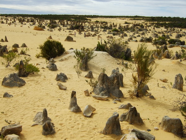 First view of The Pinnacles Desert