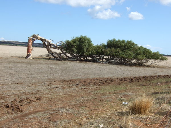 The 'Leaning Tree' of Greenough