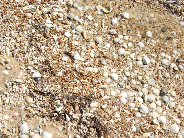 Shells everywhere at Little Lagoon
