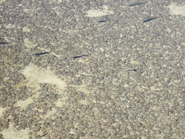 Smaller stromatolites inhabit the shallower waters