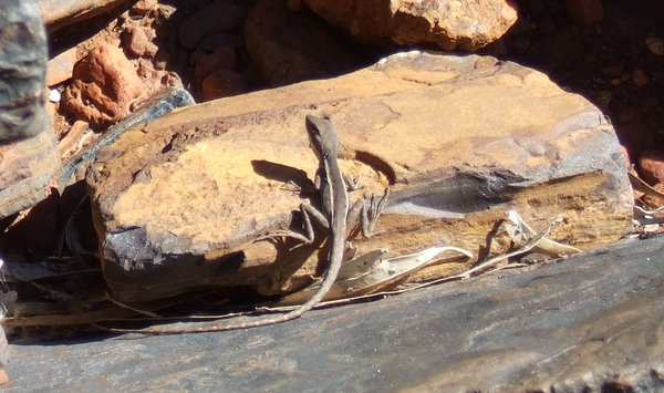 lovely little lizard stands out on the beautiful coloured rocks