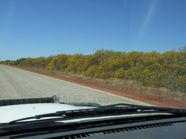 A stretch of the road was lined with these yellow flowering trees 