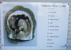 Anatomy of a pearl oyster
