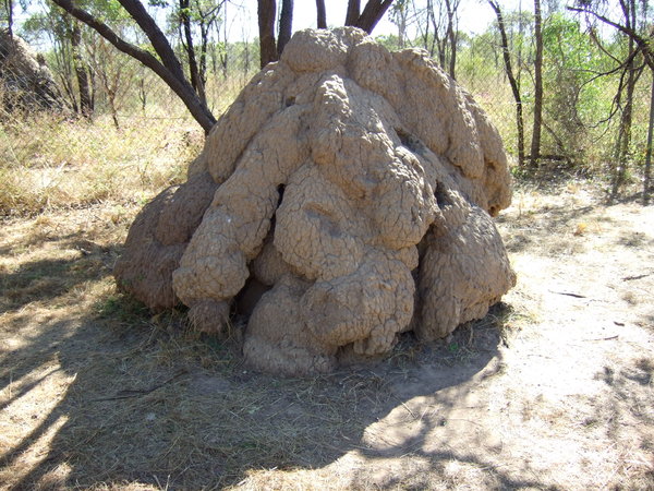 How many termites live here?