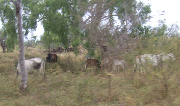 Some of the station's cattle were wandering very close to the track