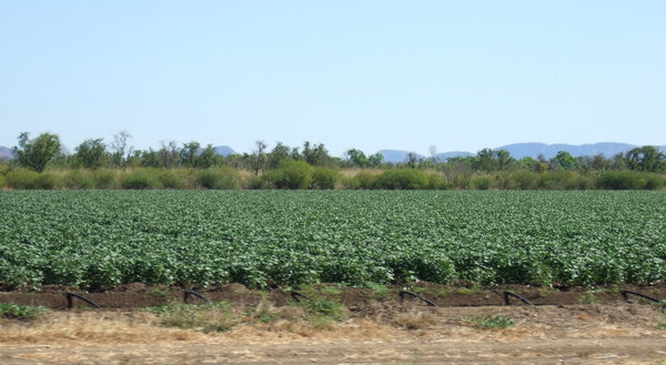 Acres of crops, possibly potatoes, grow around Kununurra