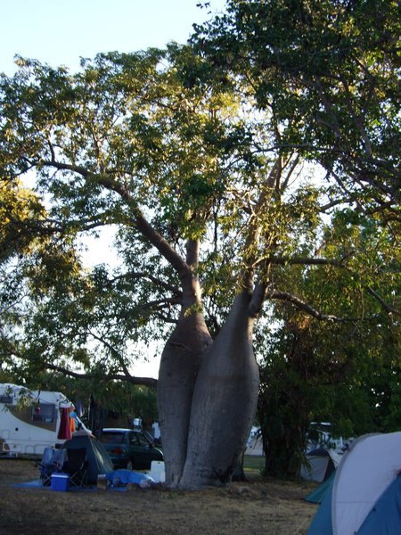 Fascinatingly shaped boab tree