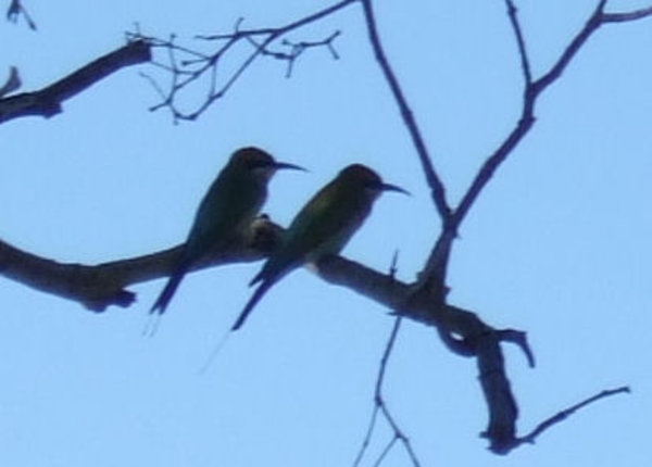 A delightful pair of rainbow bee-eaters