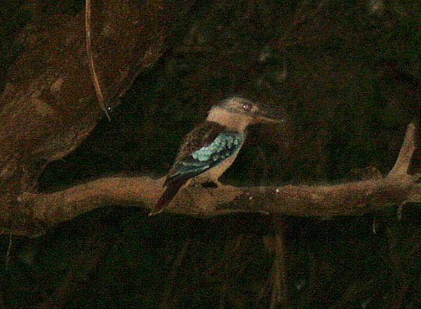 Still active in the evening - a blue winged kookaburra