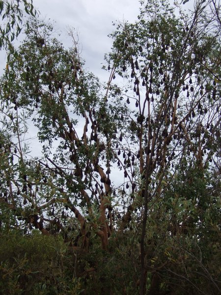 Home to thousands of fruit bats - the riverbank