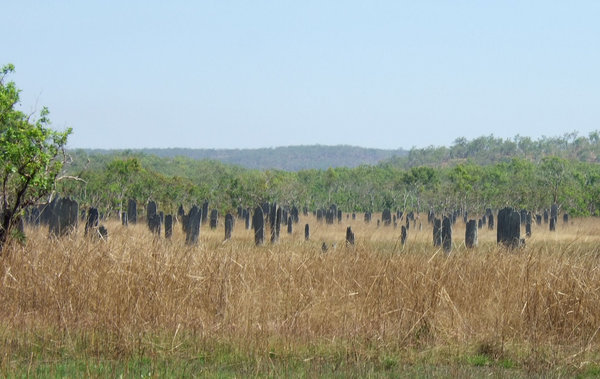 Why are these magnetic termite mounds in this area?