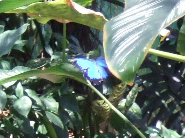 A huge stunning Ulysses Butterfly