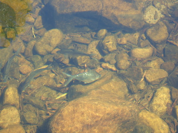 Lots of fish in the crystal clear water