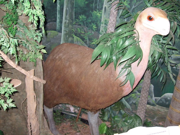 A Bullockornis like this lived in the area until 26,000 years ago