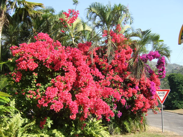 Beautiful bouganvillea bush