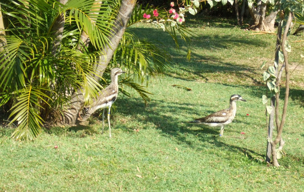 These two Bush Stone Curlews are very much at home in this garden