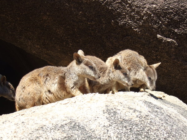 Allied Rock Wallabies soon appear when there's food about