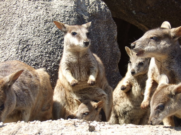 'Magnetically' attracted to food - wild rock wallabies