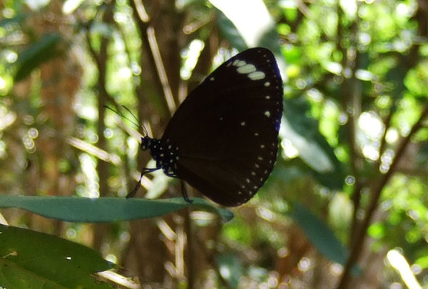 One of thousands of eggfly butterflies on the island