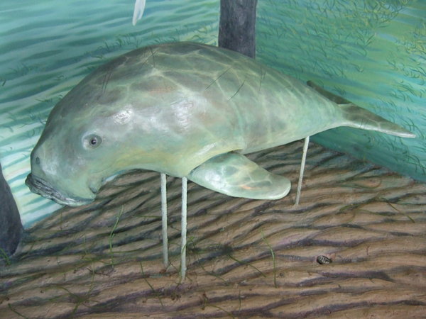 Dugong at the Visitor Centre