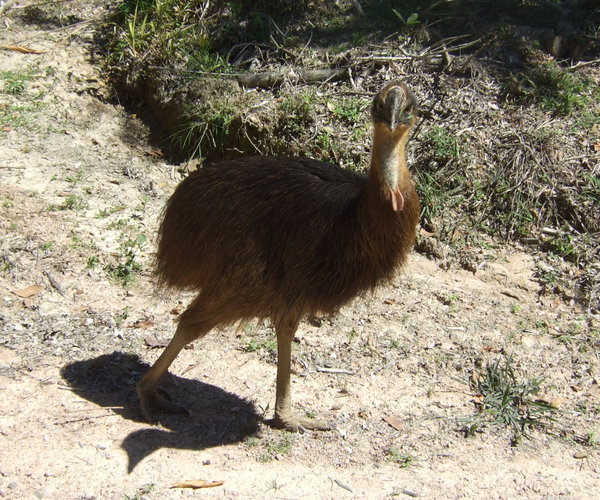 it was a young CASSOWARY!!