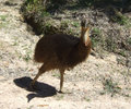 it was a young CASSOWARY!!
