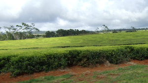 Tea as far as the eye can see