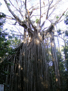 The amazing Curtain Fig Tree