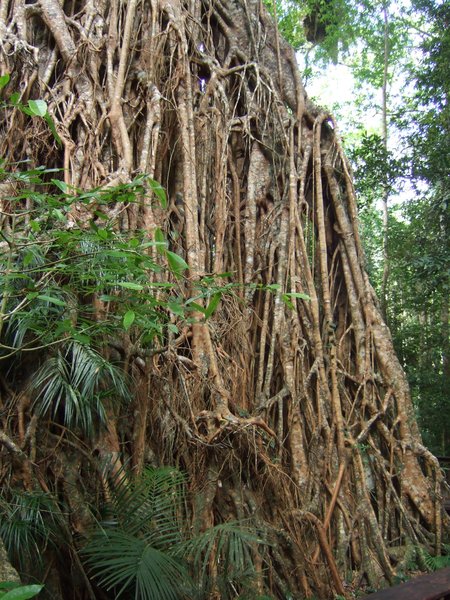 This giant 'cathedral' fig tree has lived in this forest for about 500 years
