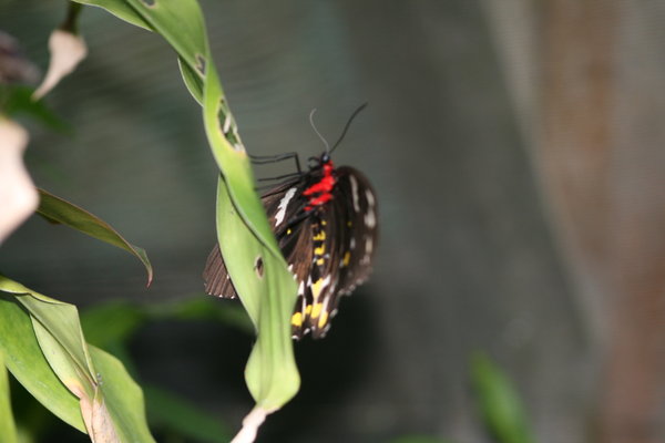 Glorious colours on this Birdwing Butterfly