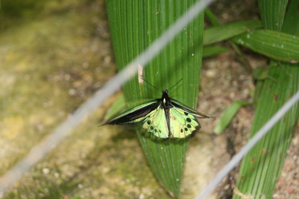 Magnificent Cairns Birdwing Butterfly