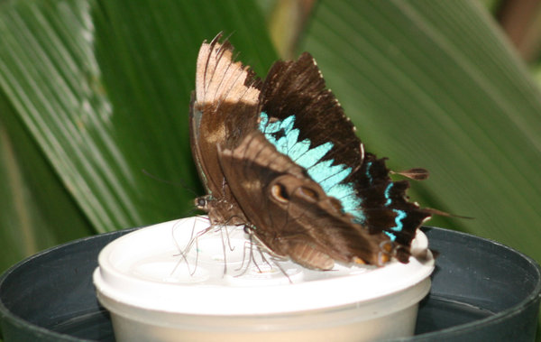 Wonderful Ulysses Butterfly