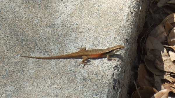 Sweet little lizard on our block