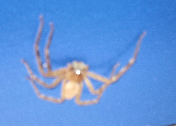 and this, not quite so big, huntsman spider was on the door to the gent's loos