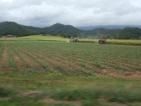 On the road to Daintree - the sugar cane harvesting carries on