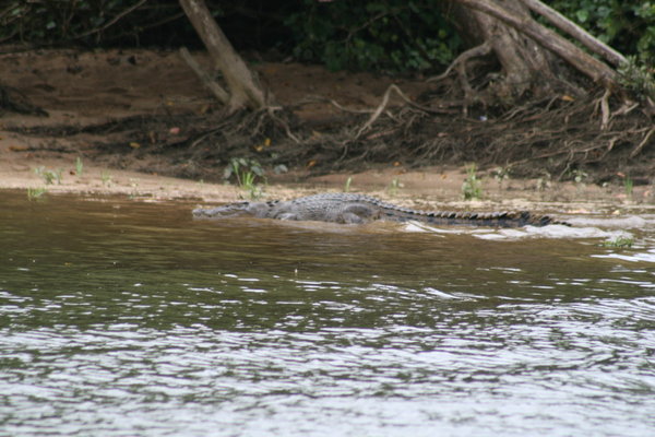 Female croc just about to slide into the water