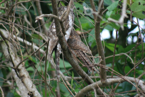 A pair of sleepy Frogmouth Owls